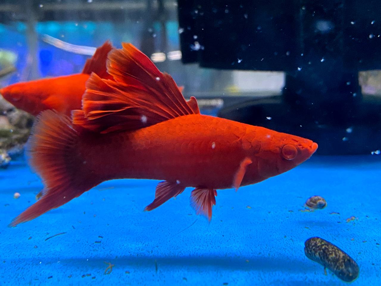 Fire Cracker Swordtail 5.5-6 CM