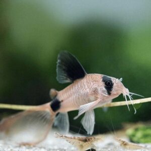 Corydoras Panda 4.4-5 CM