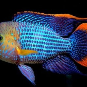 Green Terror Cichlid 11-12 CM