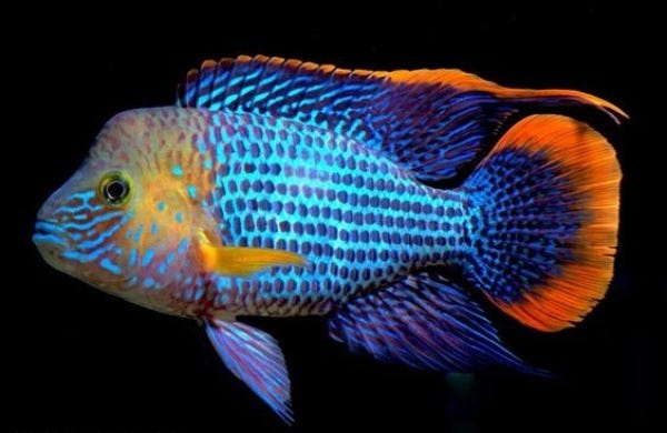 Green Terror Cichlid 11-12 CM