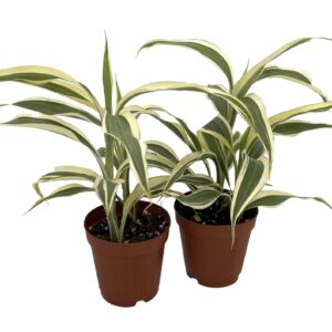 Dracena Sendariana White Pot Plants