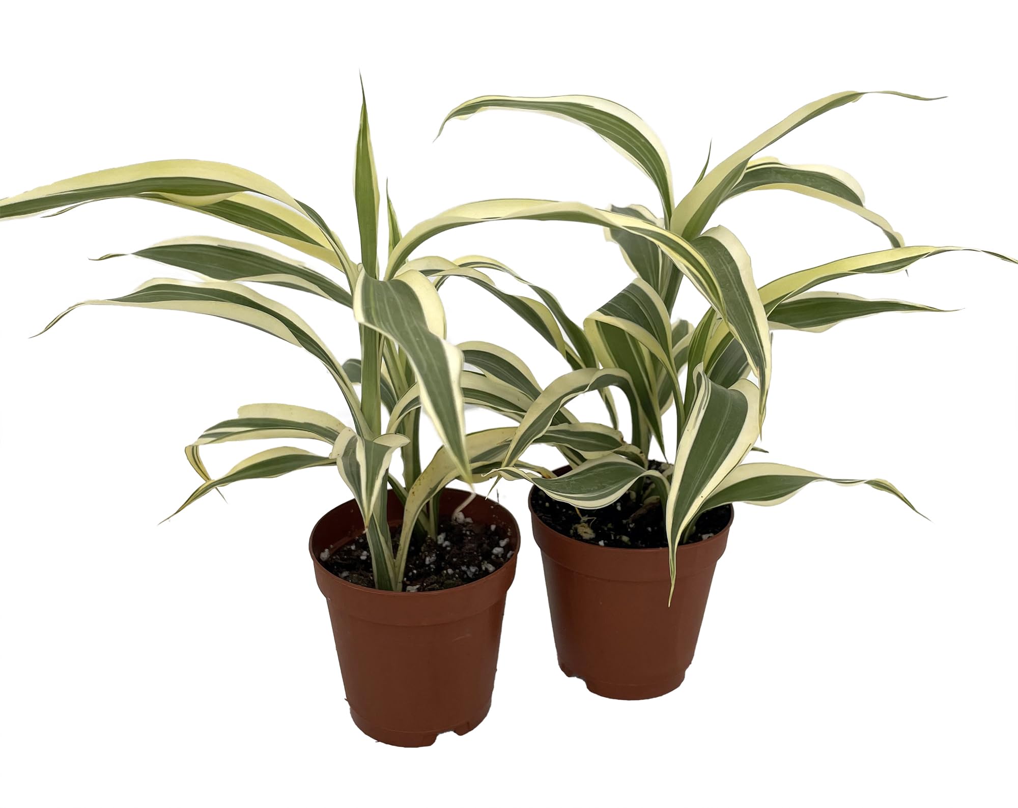 Dracena Sendariana White Pot Plants
