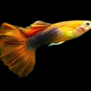 Guppy  Golden Tuxedo (Male) XL