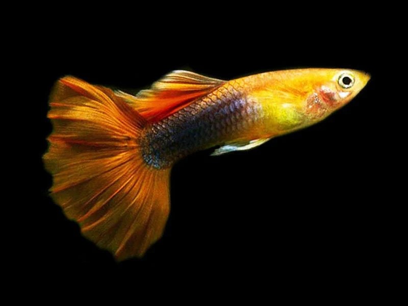 Guppy  Golden Tuxedo (Male) XL