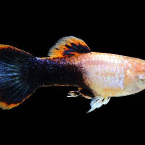 Guppy Pink Tuxedo (Male) XL