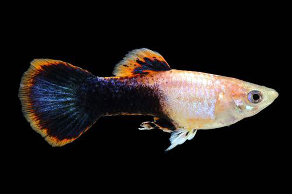Guppy Pink Tuxedo (Male) XL