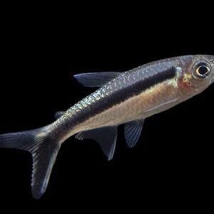 Penguin Tetra 3.5-4 CM