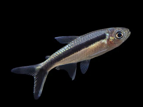 Penguin Tetra 3.5-4 CM