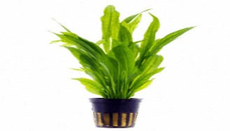 Amazone Belehari Pot Plant