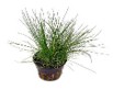 Eleocharis acicularis  (Pot Plants)