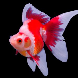 Red & White Ryukin 11-12 CM