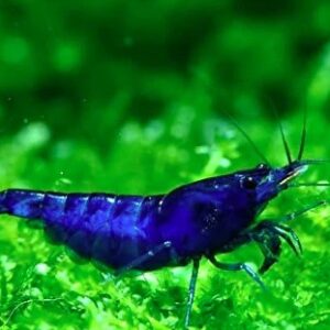 Blue Shrimp  2.5-3 CM