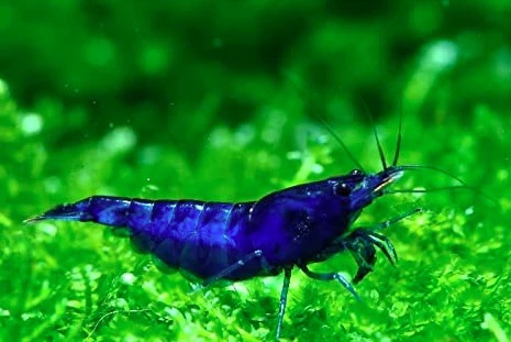 Blue Shrimp  2.5-3 CM