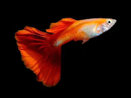 Guppy Red Blonde  (Male) XL