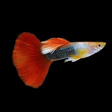 Guppy Red Tuxedo (Male) XL