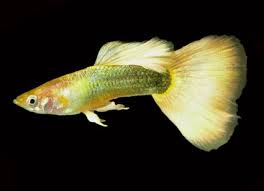 Guppy German Yellow (Male) XL