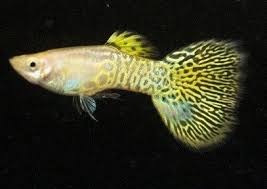 Yellow Golden Cobra Guppy (Male) XL