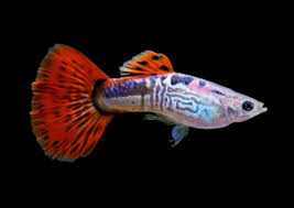 Guppy Red Cobra (Male) XL