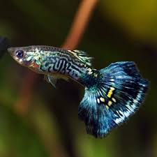 Guppy Blue Cobra (Male) XL