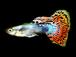 Guppy Rainbow (Male) XL