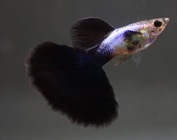 Blacktail Guppy (Male) XL