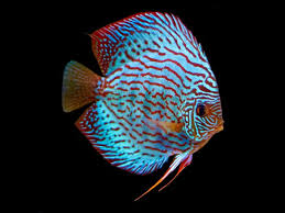 Blue Turquoise Discus  8-9 CM