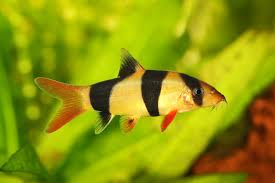 Clown Loach 5-6 CM