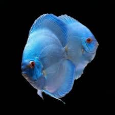 Powder Blue Discus 8-9 CM