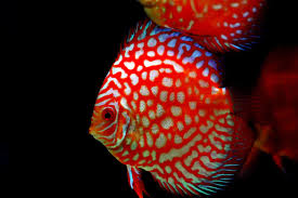 Pigeon Blood Discus 8-9 CM