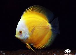 Marlboro Gold Discus 8-9 CM
