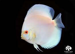 Albino Discus 8-9 CM