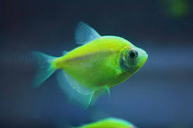 Grman Tetra Emereld Green 3.5-4 CM