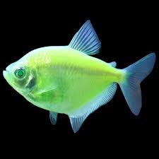 Grman Tetra Luminious Green 3.5-4 CM