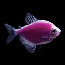 German Tetra Purple 3.5-4 CM