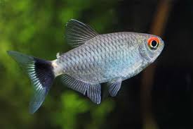 Red Eye Glass Tetra 3.4-4 CM