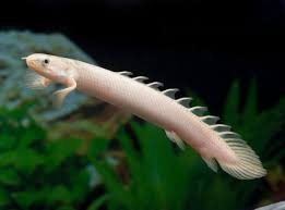 Senegalus Albino Bichir 12-13 CM