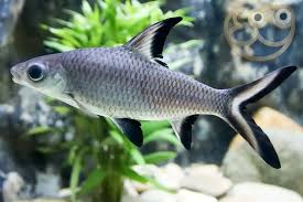 Silver Shark  10-11 CM