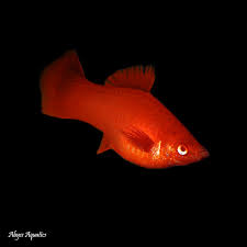 Platy Red Color (XL)