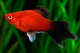 Red pintail Platy (XL)