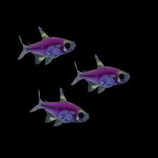 Pistela Tetra Purple 3.5-4 CM