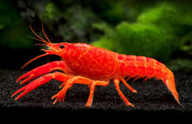 Lobster Red Color   6.5-7 CM