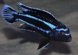 Blue Johanni Cichlid 9-10 CM