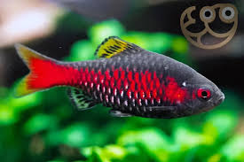 Odessa Barb 3.5-4 CM