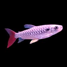 Pinktail Characin 8-9 CM