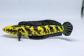 Chana Yellow Maru 18-20 CM