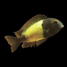 Kaisar Tropheus 5-6 CM