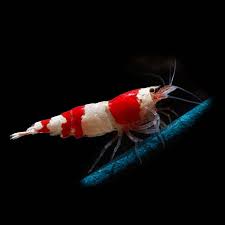 Red Crystal Bee Shrimp 2.5-3 CM
