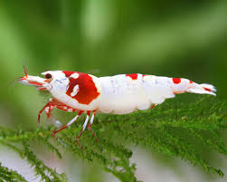 Hinomaru Shrimp 2.5-3 CM