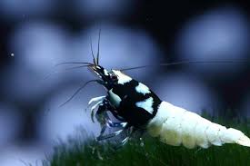 Black Mosura Shrimp 2.5-3 CM