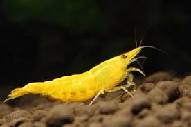Yellow Shrimp  2.5-3 CM